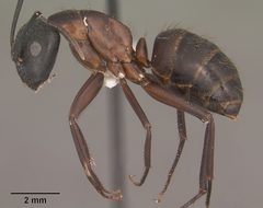 Camponotus vicinus casent0102789 profile 1 by Jen Fogarty. Used under a CC BY 4.0 license.