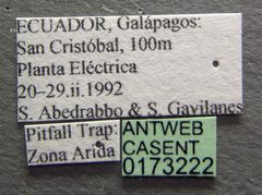 Camponotus conspicuus zonatus casent0173222 label 1 by April Nobile. Used under a CC BY 4.0 license.