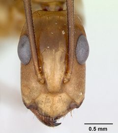 Camponotus conspicuus zonatus casent0173225 head 1 by April Nobile. Used under a CC BY 4.0 license.