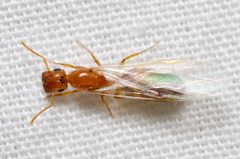 Colobopsis etiolata by Justin Williams. Used under a CC BY 4.0 license.