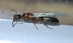 Colobopsis mississippiensis P1440474a by
xpda. Used under a CC BY-SA 4.0 license.