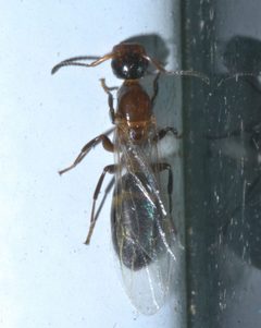 Colobopsis mississippiensis P1440475a by
xpda. Used under a CC BY-SA 4.0 license.