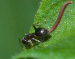 Lasius americanus P1570950a by 
xpda. Used under a CC BY-SA 4.0 license.