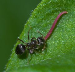 Lasius americanus P1570951a by 
xpda. Used under a CC BY-SA 4.0 license.