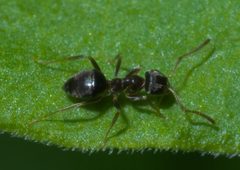 Lasius americanus P1570952a by 
xpda. Used under a CC BY-SA 4.0 license.