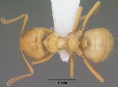 Lasius arizonicus casent0102773 dorsal 1 by Jen Fogarty. Used under a CC BY 4.0 license.