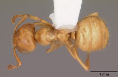 Lasius claviger casent0103541 dorsal 1 by April Nobile. Used under a CC BY 4.0 license.