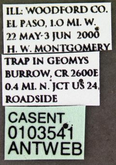 Lasius claviger casent0103541 label 1 by April Nobile. Used under a CC BY 4.0 license.