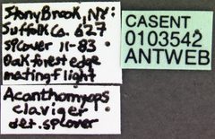 Lasius claviger casent0103542 label 1 by April Nobile. Used under a CC BY 4.0 license.