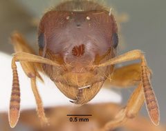 Lasius claviger casent0103543 head 1 by April Nobile. Used under a CC BY 4.0 license.