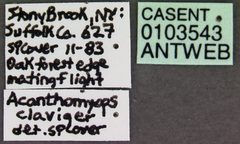 Lasius claviger casent0103543 label 1 by April Nobile. Used under a CC BY 4.0 license.