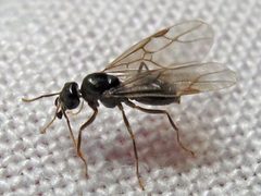 Lasius claviger male by Jacy Lucier. Used under a CC BY-SA 4.0 license.