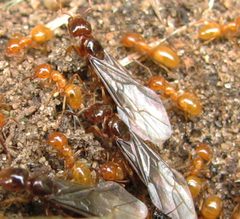 Lasius claviger queen and workers by Jacy Lucier. Used under a CC BY-SA 4.0 license.