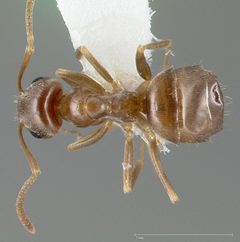 Lasius crypticus casent0005402 dorsal 1 by wikipedia. Used under a CC BY 4.0 license.