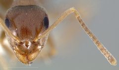 Lasius crypticus casent0005402 head 1 by wikipedia. Used under a CC BY 4.0 license.