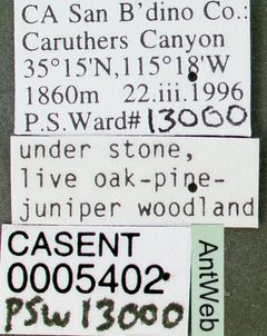Lasius crypticus casent0005402 label 1 by April Nobile. Used under a CC BY 4.0 license.