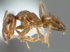 Lasius crypticus casent0005402 profile 1 by wikipedia. Used under a CC BY 4.0 license.