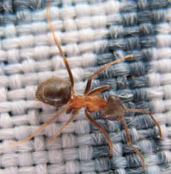 Lasius emarginatus by The original uploader was Zaybacker at French Wikipedia.. Used under a CC BY-SA 3.0 license.