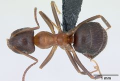 Lasius emarginatus casent0172762 dorsal 1 by April Nobile. Used under a CC BY 4.0 license.