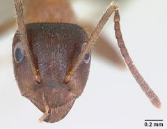 Lasius emarginatus casent0172762 head 1 by April Nobile. Used under a CC BY 4.0 license.