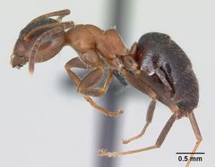 Lasius emarginatus casent0172762 profile 1 by April Nobile. Used under a CC BY 4.0 license.