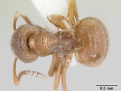 Lasius minutus casent0104880 dorsal 1 by April Nobile. Used under a CC BY 4.0 license.