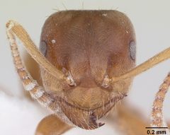 Lasius minutus casent0104880 head 1 by April Nobile. Used under a CC BY 4.0 license.