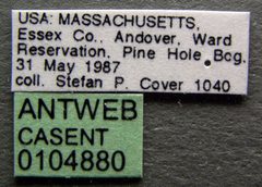 Lasius minutus casent0104880 label 1 by April Nobile. Used under a CC BY 4.0 license.