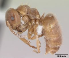 Lasius minutus casent0104880 profile 1 by April Nobile. Used under a CC BY 4.0 license.