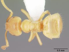 Lasius nearcticus casent0104774 dorsal 1 by April Nobile. Used under a CC BY 4.0 license.