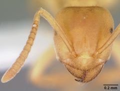Lasius nearcticus casent0104774 head 1 by April Nobile. Used under a CC BY 4.0 license.