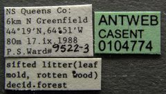 Lasius nearcticus casent0104774 label 1 by April Nobile. Used under a CC BY 4.0 license.
