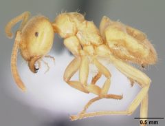Lasius nearcticus casent0104774 profile 1 by April Nobile. Used under a CC BY 4.0 license.