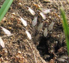 Labour Day Ant Lasius neoniger male and workers IMG 4363 by Jacy Lucier. Used under a CC BY-SA 4.0 license.