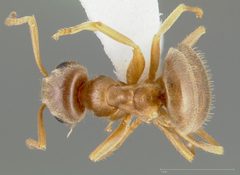 Lasius neoniger casent0005403 dorsal 1 by wikipedia. Used under a CC BY 4.0 license.