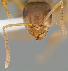 Lasius neoniger casent0005403 head 1 by wikipedia. Used under a CC BY 4.0 license.