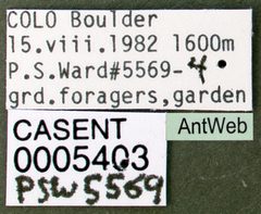 Lasius neoniger casent0005403 label 1 by April Nobile. Used under a CC BY 4.0 license.