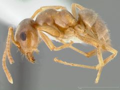 Lasius neoniger casent0005403 profile 1 by wikipedia. Used under a CC BY 4.0 license.