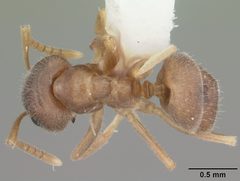 Lasius neoniger casent0103980 dorsal 1 by April Nobile. Used under a CC BY 4.0 license.