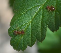 Lasius pallitarsis P1050921a by 
xpda. Used under a CC BY-SA 4.0 license.