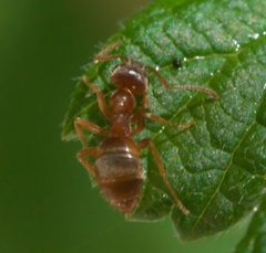 Lasius pallitarsis P1050927a by 
xpda. Used under a CC BY-SA 4.0 license.