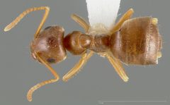 Lasius pallitarsis casent0005405 dorsal 1 by wikipedia. Used under a CC BY 4.0 license.