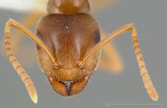Lasius pallitarsis casent0005405 head 1 by wikipedia. Used under a CC BY 4.0 license.