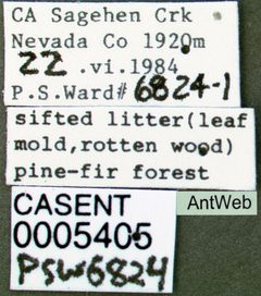 Lasius pallitarsis casent0005405 label 1 by April Nobile. Used under a CC BY 4.0 license.