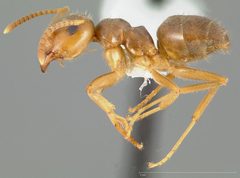 Lasius pallitarsis casent0005405 profile 1 by wikipedia. Used under a CC BY 4.0 license.