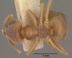 Lasius pallitarsis casent0102805 dorsal 1 by Jen Fogarty. Used under a CC BY 4.0 license.