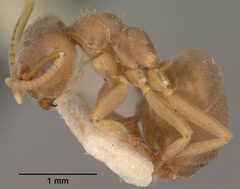 Lasius pallitarsis casent0102805 profile 1 by Jen Fogarty. Used under a CC BY 4.0 license.