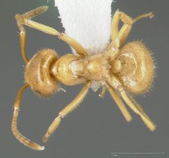 Lasius subumbratus casent0005408 dorsal 1 by wikipedia. Used under a CC BY 4.0 license.
