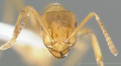 Lasius subumbratus casent0005408 head 1 by wikipedia. Used under a CC BY 4.0 license.