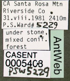 Lasius subumbratus casent0005408 label 1 by April Nobile. Used under a CC BY 4.0 license.